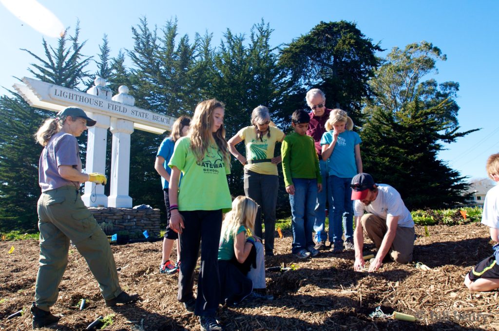 Lighthouse Field Groundswell Coastal Ecology
