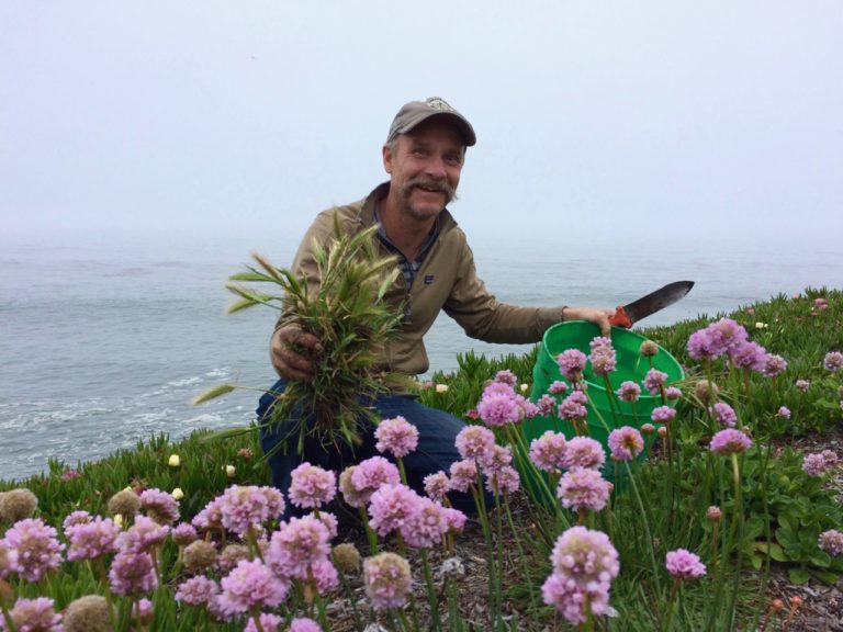 West Cliff Drive Groundswell Coastal Ecology
