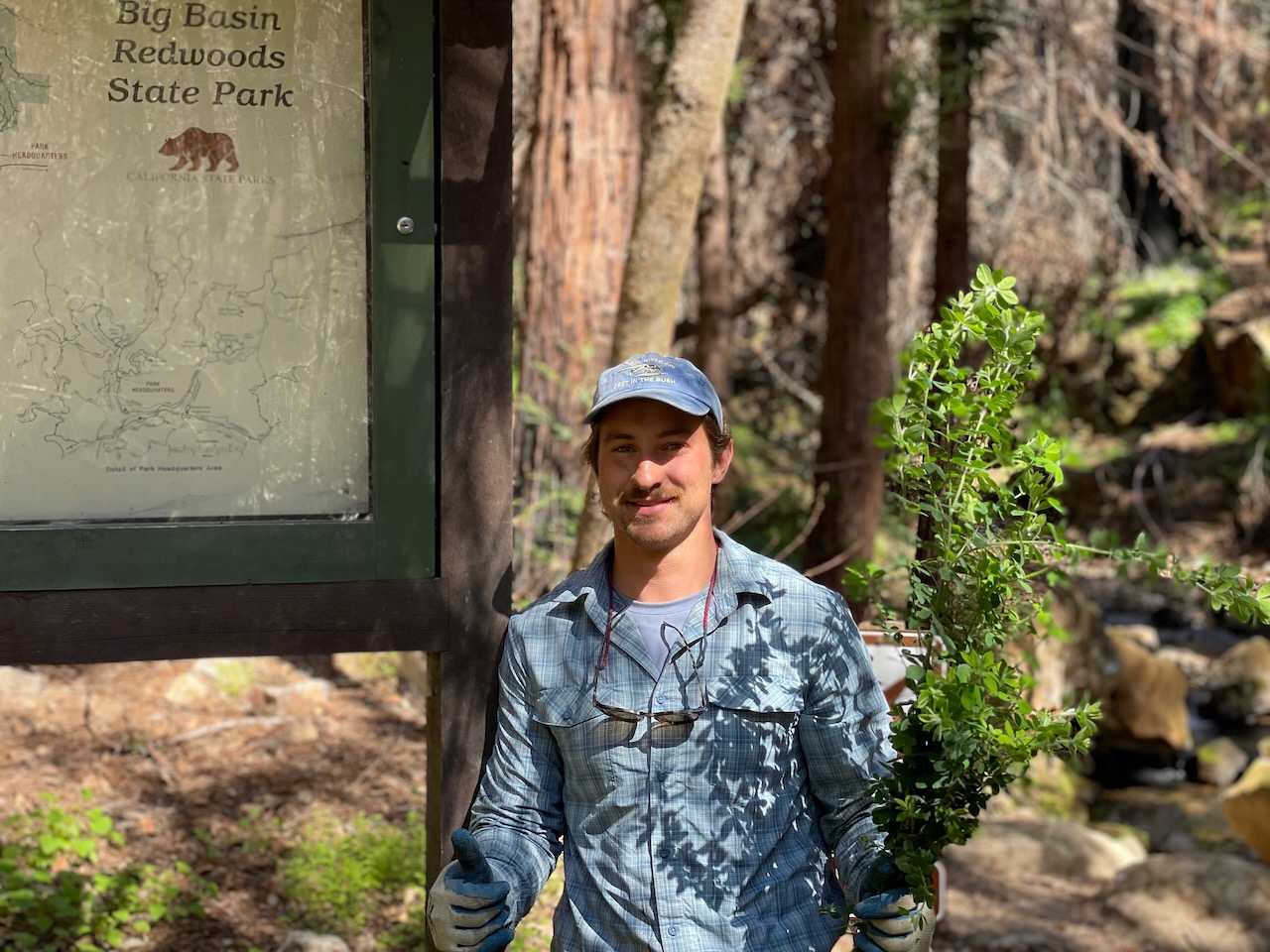 Invasive Plant Control Groundswell Coastal Ecology