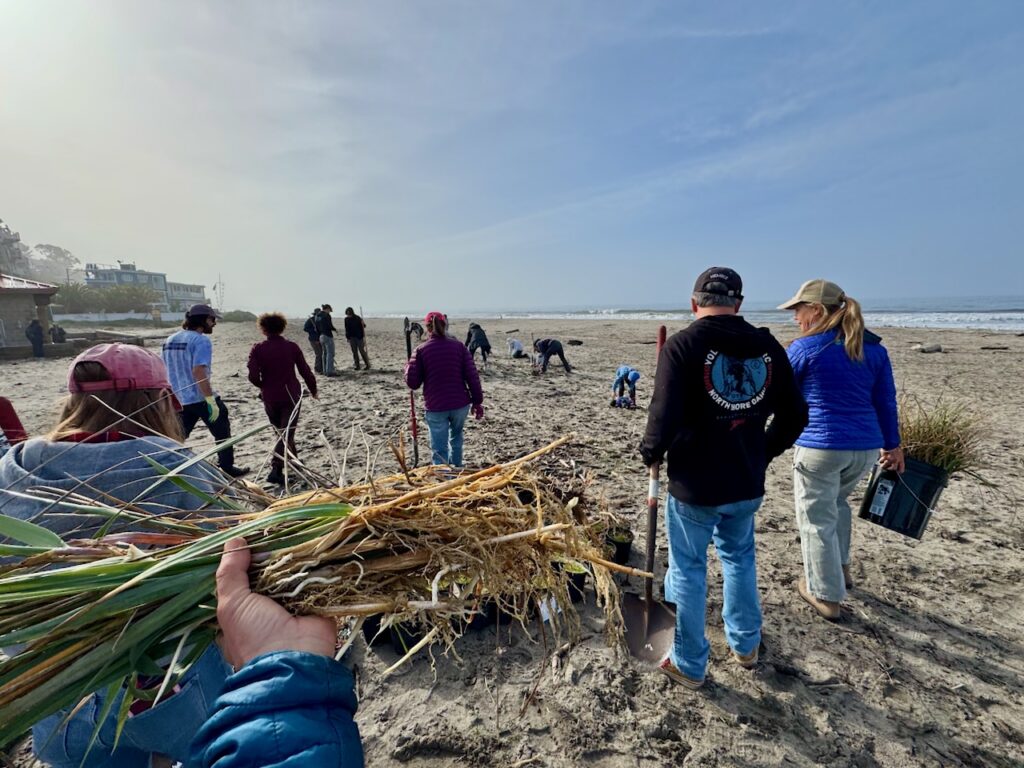 Groundswell volunteers plant out the new dune.
